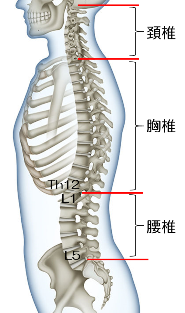 圧迫 腰椎 第 骨折 三 腰椎圧迫骨折について