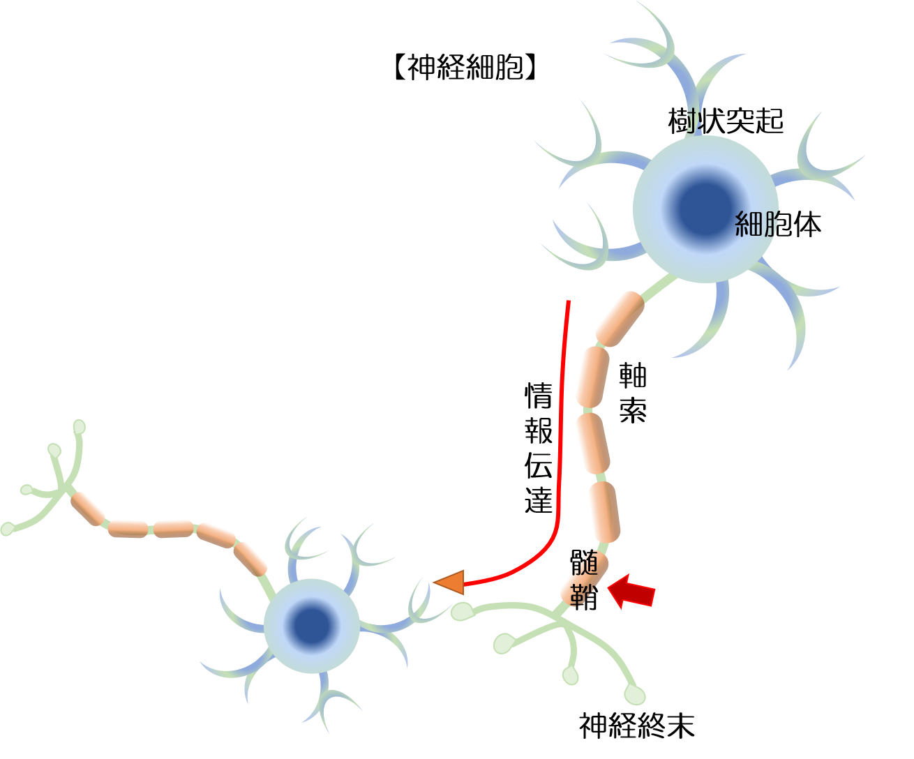 MSの認知機能を改善する治療法